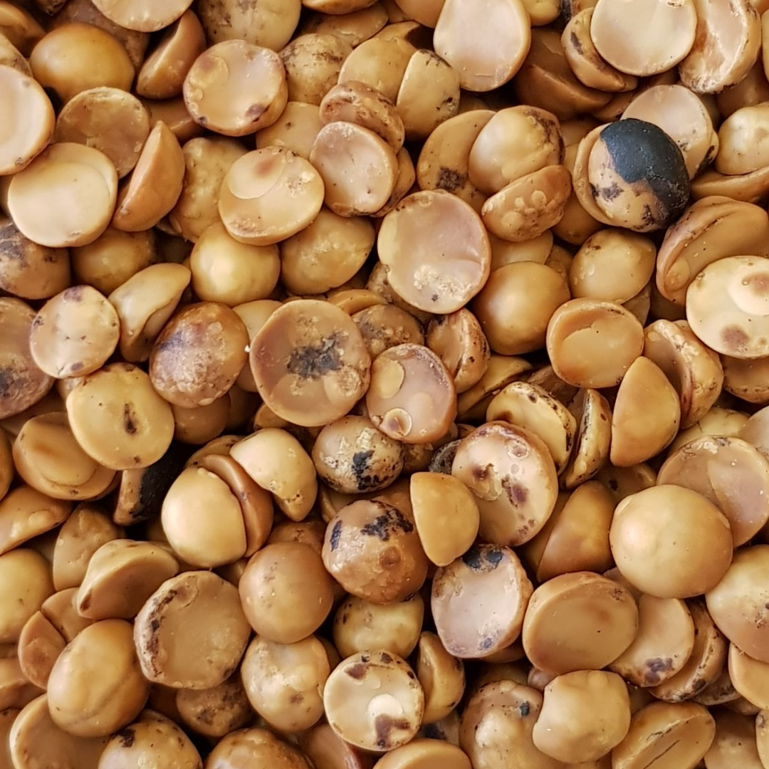Avellana Chilena Tostada