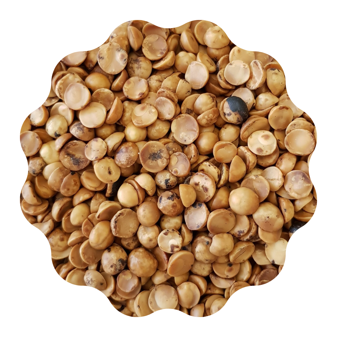 Avellana Chilena Tostada