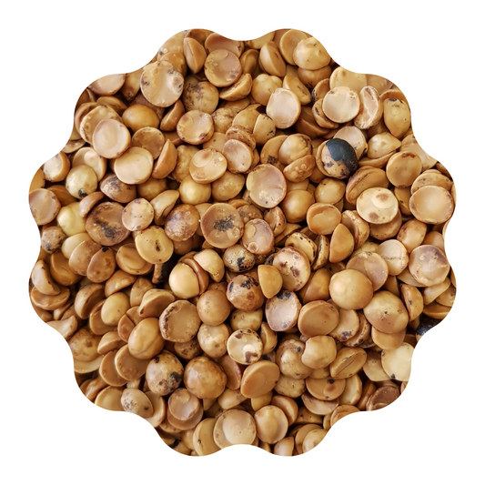 Avellana Chilena Tostada