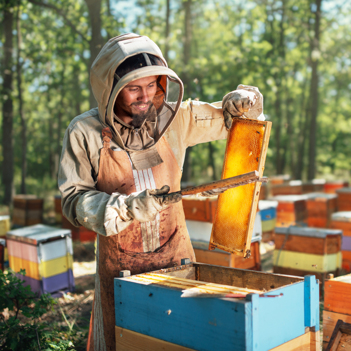 Miel Pura De Abeja Multifloral Hausnüsse 1kg